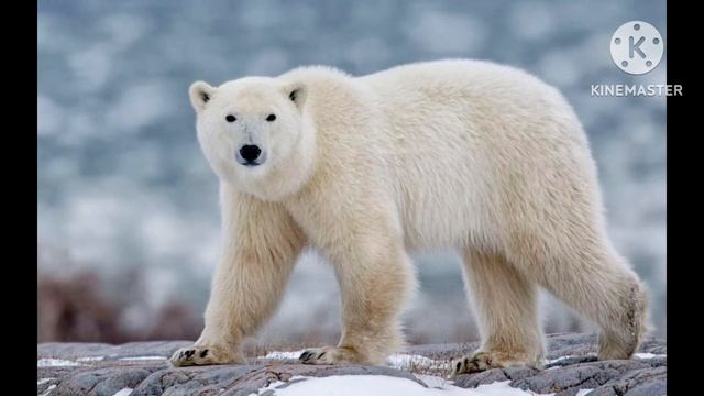 Polar Bear Sound Effects смотреть онлайн