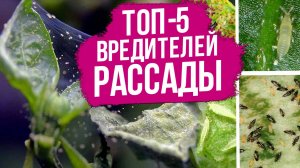 Эти вредители УБИВАЮТ ВАШУ РАССАДУ!