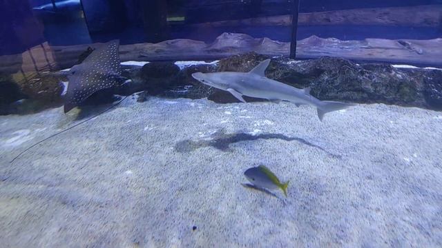 аквариум в дубае. подводный мир. красивые рыбы. аквариум смотреть онлайн