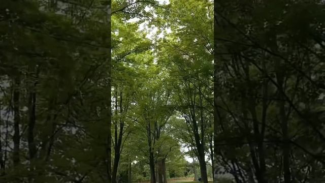 Подорожник смотреть онлайн