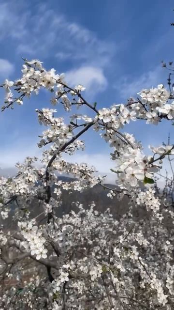 Ялта 💖💖💖 Весна 😃 смотреть онлайн