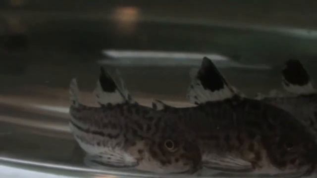 corydoras trilineatus смотреть онлайн