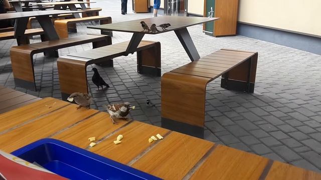 Воробьи налетели на картошку-фри......