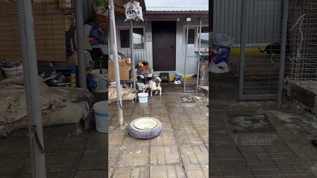 Сонечка на прогулке 🐐