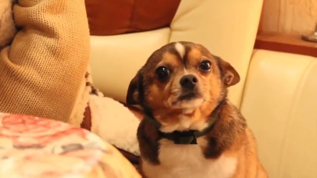 Провинившаяся собачка смотреть онлайн