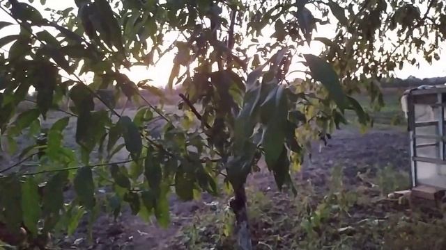 Уборка свеклы в селе у Свекруньки !!!! смотреть онлайн