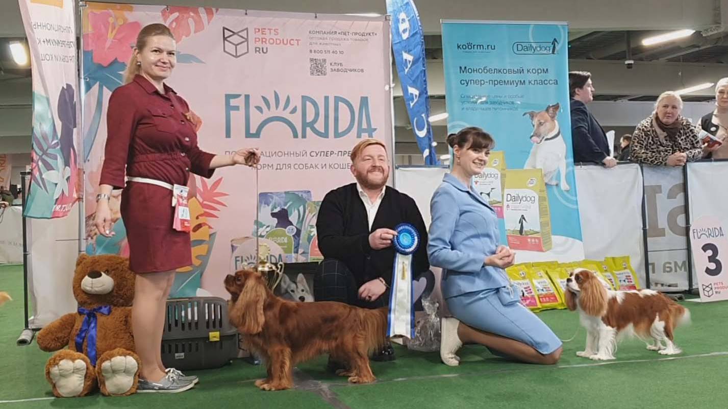 15.03.2025, СПб. Клуб "АЛЛЕН". Монопородная выставка КАВАЛЕР КИНГ ЧАРЛЬЗ СПАНИЕЛЬ смотреть онлайн