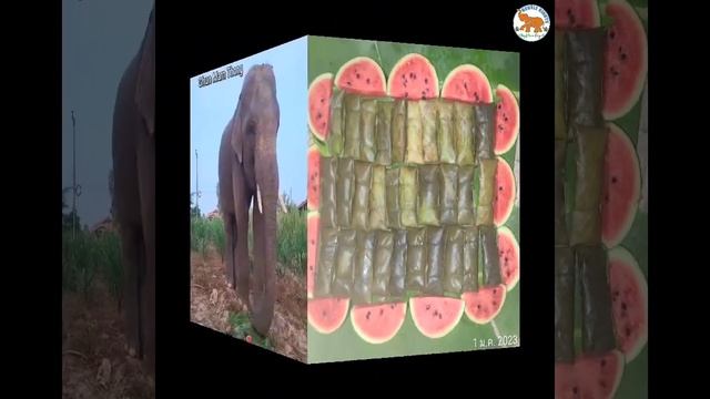 Elephant Ttreats that are Healthy and Sweet 😋🐘 смотреть онлайн