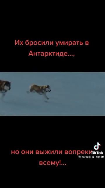 Верные друзья, не забывают, верят людям!!! смотреть онлайн