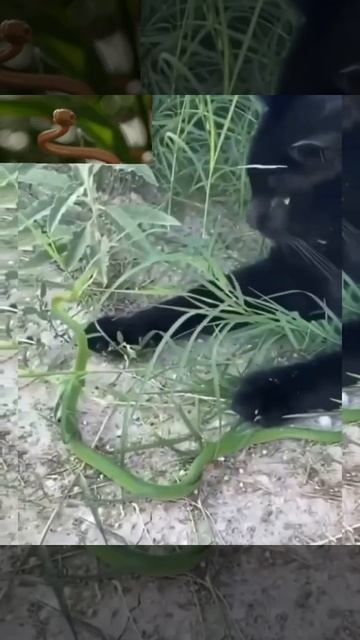 Black cat Vs green Snake fight смотреть онлайн