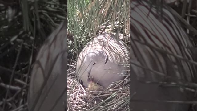Горлица кормит птенца. смотреть онлайн