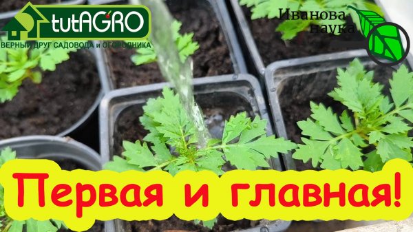 САМАЯ ГЛАВНАЯ ПОДКОРМКА РАССАДЫ ПОСЛЕ ПИКИРОВКИ! Подкормите рассаду и она будет крепкая и сильная!
