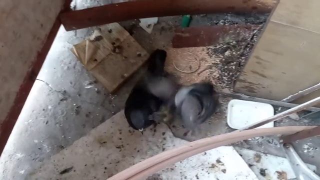 Голуби подросли и дерутся смотреть онлайн