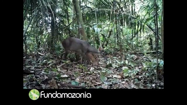 Amazonian brown brocket, Mazama gouazoubira "Venado gris" смотреть онлайн