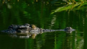 Звуки Земли 1 серия «Австралийские леса» (документальный сериал, 2024)