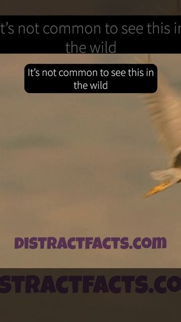 Did you know that Black-Crowned Night Herons can fish with bait? смотреть онлайн