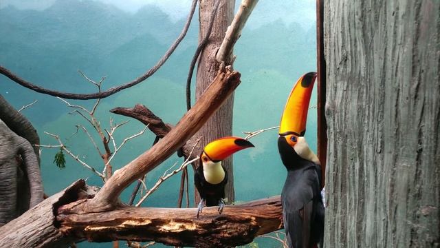 UP CLOSE + PERSONAL WITH TOCO TOUCAN @ BRONX ZOO смотреть онлайн