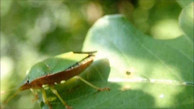 Groene schildwants/Green shield bug (Palomena prasina) смотреть онлайн