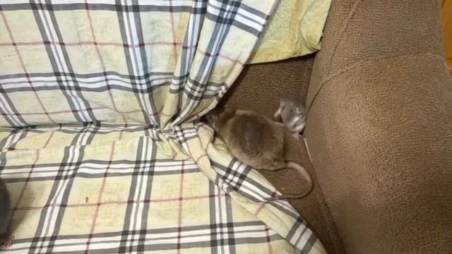 Триллер "Подселение" смотреть онлайн