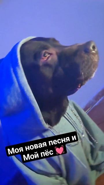 #юмор #животные #музыка #смешно #собака #милыеживотные #хит #shorts смотреть онлайн