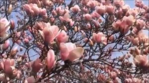 В краю магнолий - песня 80-х  - Ренат Ибрагимов