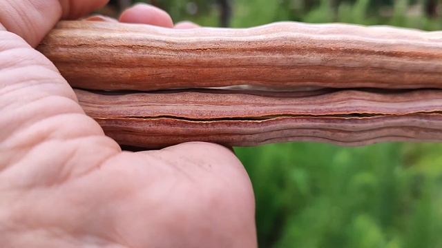 Моринга масляничная или малунггай . Moringa oleifera or horseradish tree. смотреть онлайн