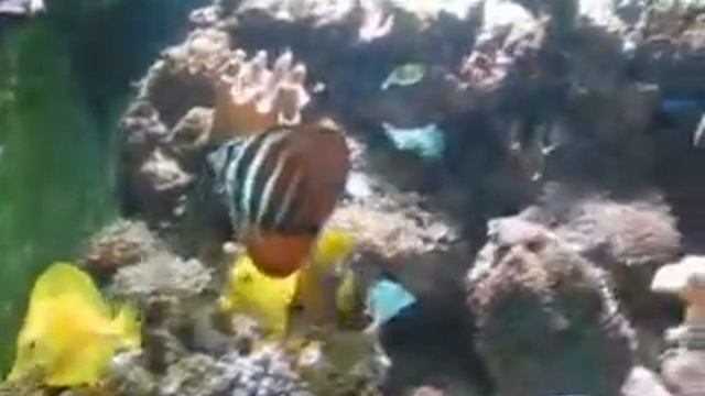 Zebrasoma Veliferum - Fishplace смотреть онлайн