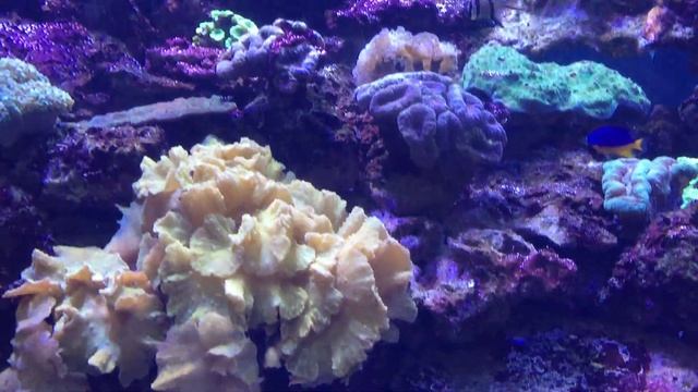 Морские рыбки Sea fish смотреть онлайн