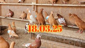 Голуби первые полёты молодых