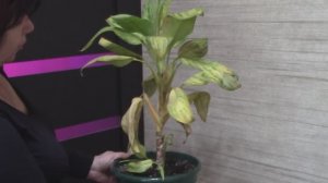 Как спасти и размножить аглаонему. Результаты корнеобразования.