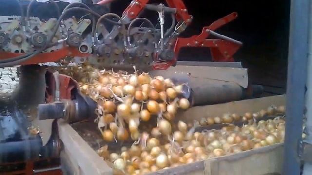 Закладка лука Тареско F1 - Hazera. смотреть онлайн