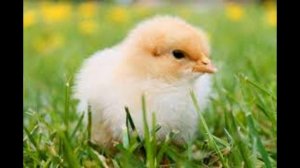 Звуки цыплят. Маленькие цыплята. звуки маленьких цыплят .