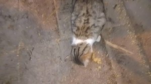 Вася - великий дегустатор каши. Едим ли мы своих НУТРИЙ? 05.03.25