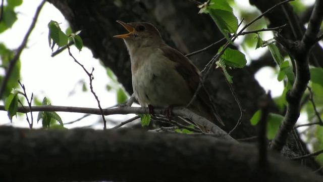 Соловей смотреть онлайн