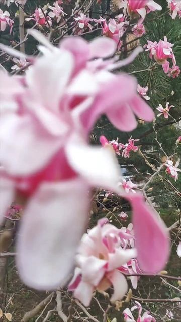 Любуемся первыми цветами на деревьях. смотреть онлайн