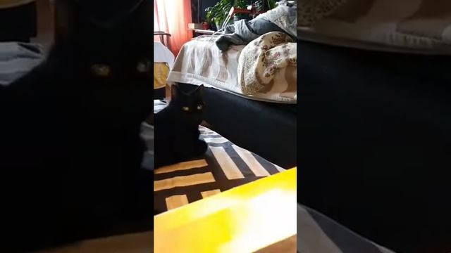 Кааби  по дому собирает везде пыль и пришлось заняться, генеральной  уборкой 🤣