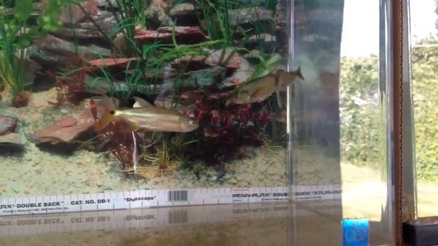 Hydrocynus Vittatus and Payara Fish смотреть онлайн