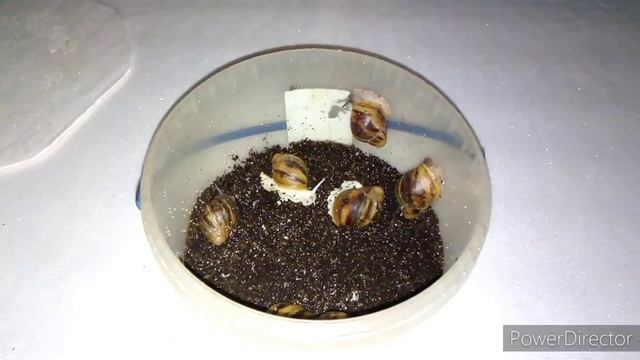 Уборка и кормление улитят 🐌 смотреть онлайн