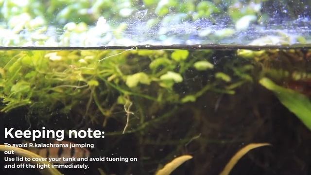 Profil Ikan Hias 09 - Rasbora Kalochroma смотреть онлайн