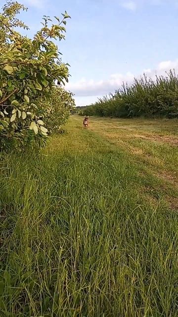 амстафф в вечернем саду #собака #amstaff #амстафф #собаки #стаффорд #doglife #животные #puppy смотреть онлайн