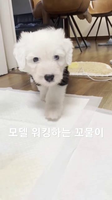 🐶대형견🐶모델 워킹하는 꼬물이 #반려동물 #대형견 #잉글리쉬쉽독 смотреть онлайн