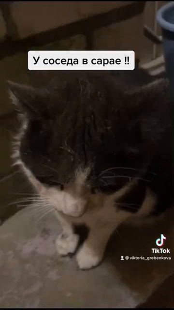 Чехов первый раз в жизни подрался #коты смотреть онлайн