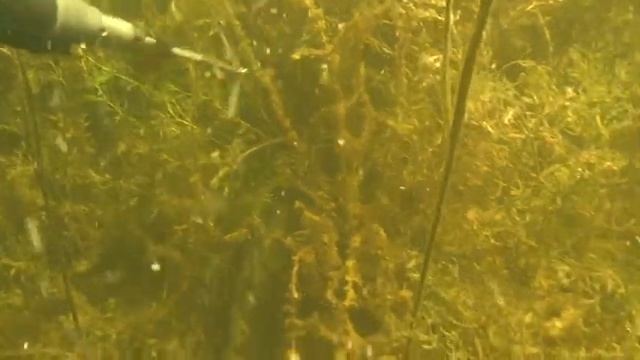 Будущий хешник