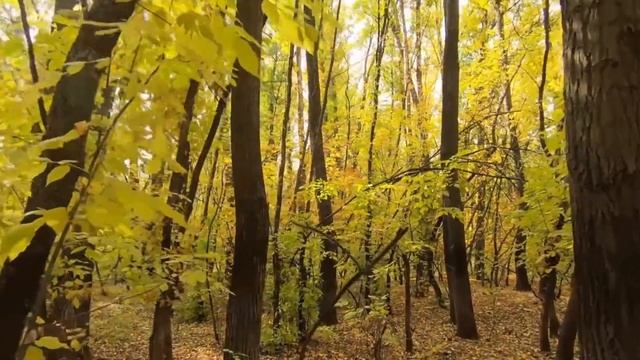 Virginio Aiello - Autumn Leaves (Foglie D'autunno)