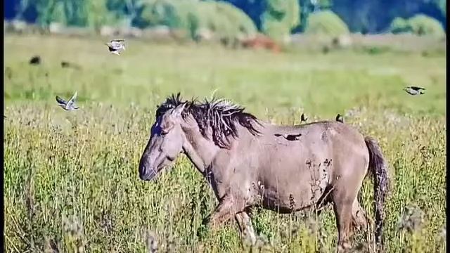 Лошади-моя страсть. смотреть онлайн