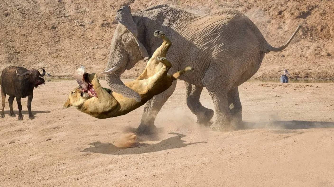 СЛОН В ДЕЛЕ! Слон против львов, крокодилов, носорогов. смотреть онлайн
