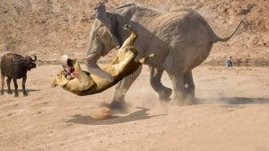 СЛОН В ДЕЛЕ! Слон против львов, крокодилов, носорогов.