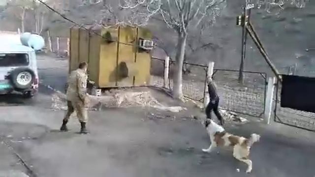 как поймать гипарда за 40 секунд 🤣 смотреть онлайн