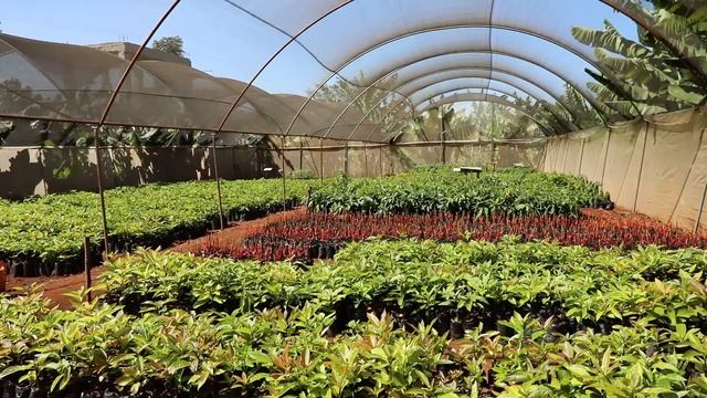 Lessons on how to select quality Hass avocado seedlings смотреть онлайн