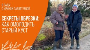 От старых веток к пышному цветению: обрезка кустарников для успеха вашего сада!